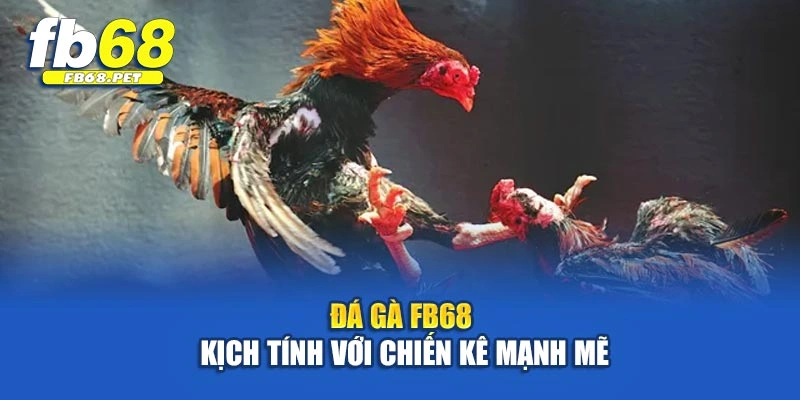 Đá gà FB68 kịch tính với chiến kê mạnh mẽ