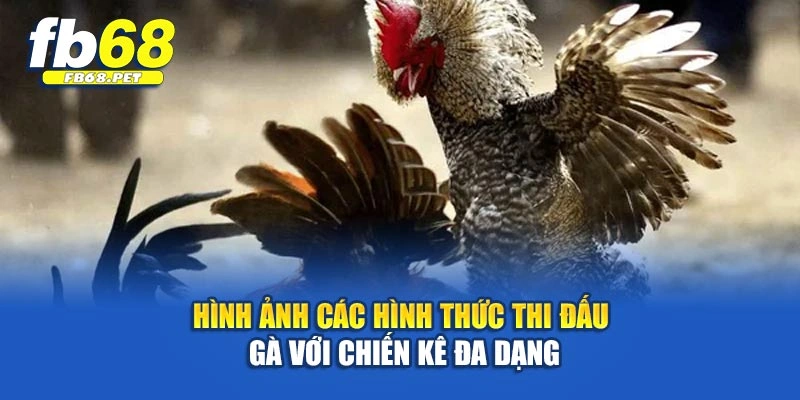 Hình ảnh các hình thức thi đấu gà với chiến kê đa dạng